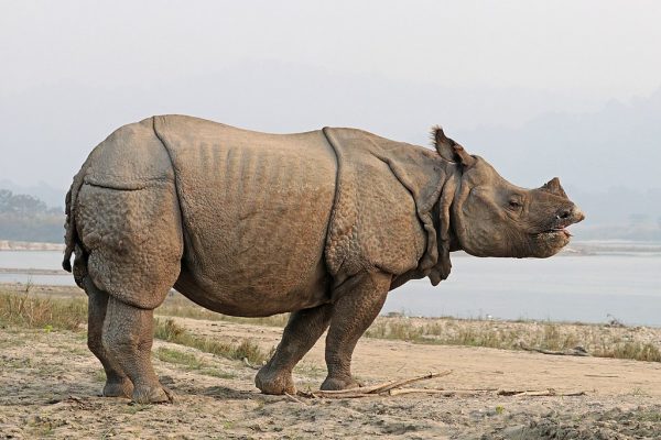 Indian Rhinoceros Images