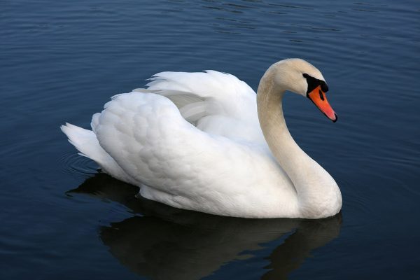 Swan Image 