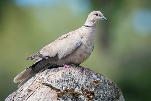 Dove images