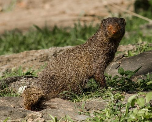 Mongoose Images 