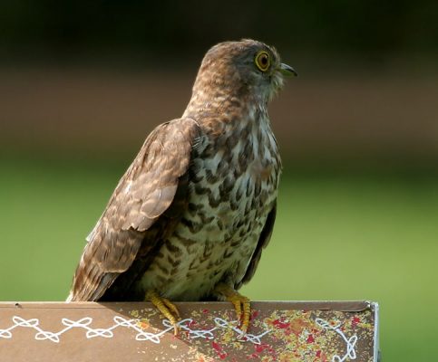 Hawk Cuckoo Photo 