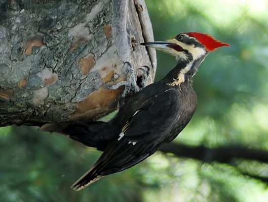 Woodpecker Image 