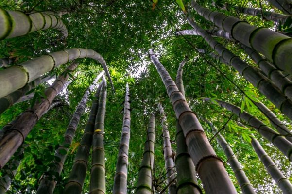 Bamboo Tree Images 