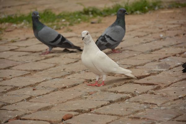 Pigeon Photo