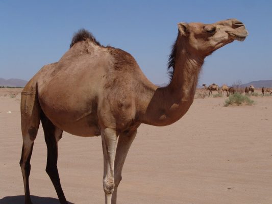 Camel Images 