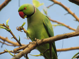 Parrot Images 