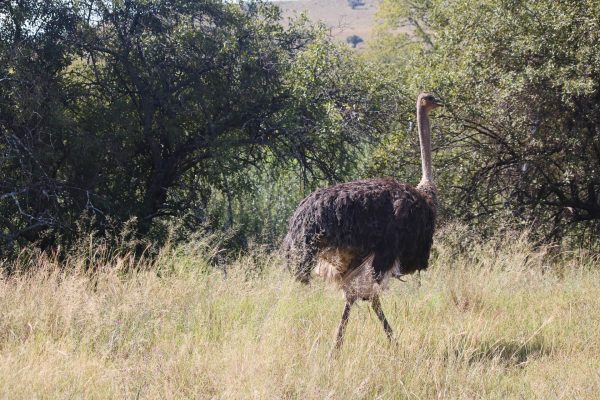 Ostrich Photo 