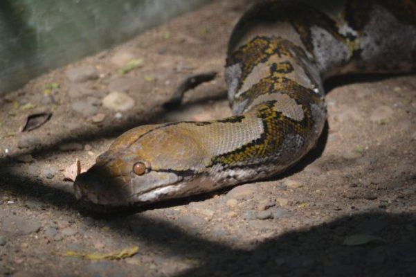 Reticulatus Python Information In Hindi 