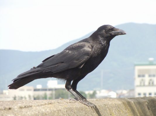 Crow Images 